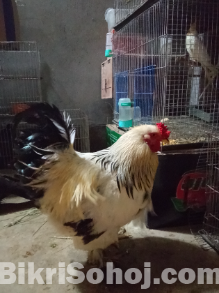 ব্রামহা মুরগী